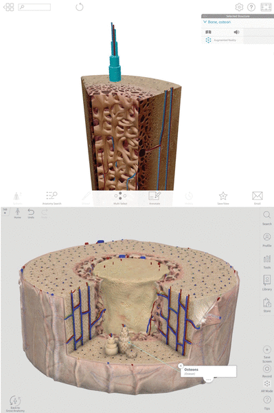 Micro-anatomy of bone cross-section in Human Anatomy Atlas (top) and Complete Anatomy (bottom)