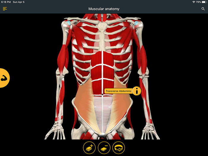 Screenshot of a body image in Posture